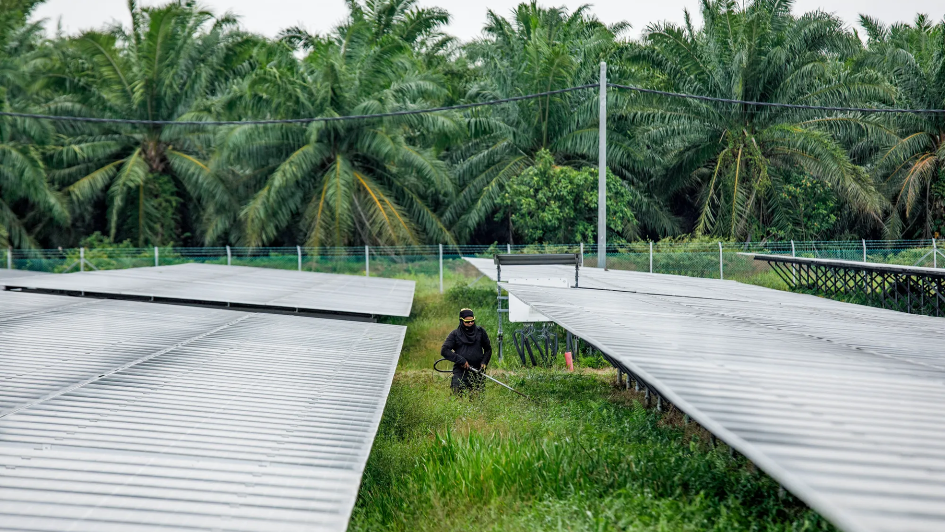Malaysia Palm Oil Estates Turning Into Data Centre Parks